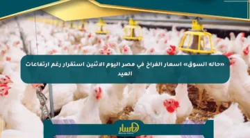 «حالة السوق» أسعار الفراخ في مصر اليوم الإثنين استقرار رغم ارتفاعات العيد